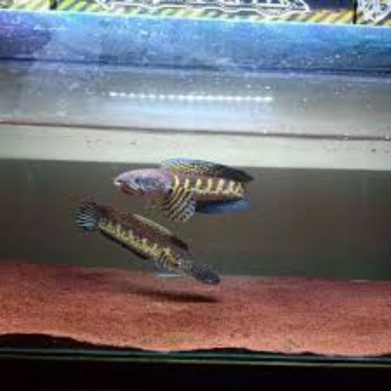 chana AURANTI PAIR CB