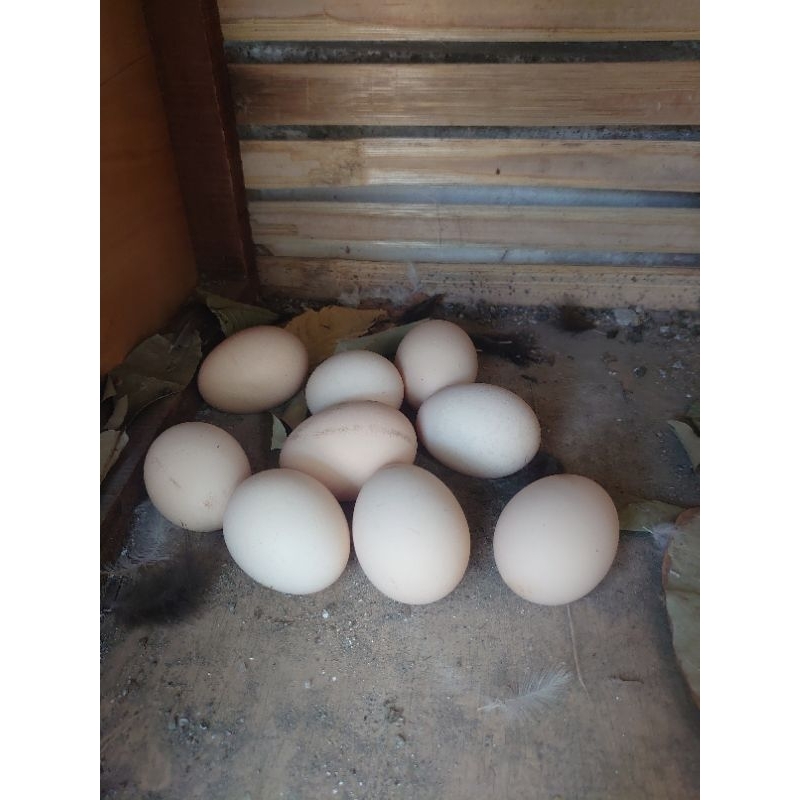 

telur fertil australop