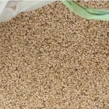 

wijen cokelat lokal wijen coklat pasar online makassar