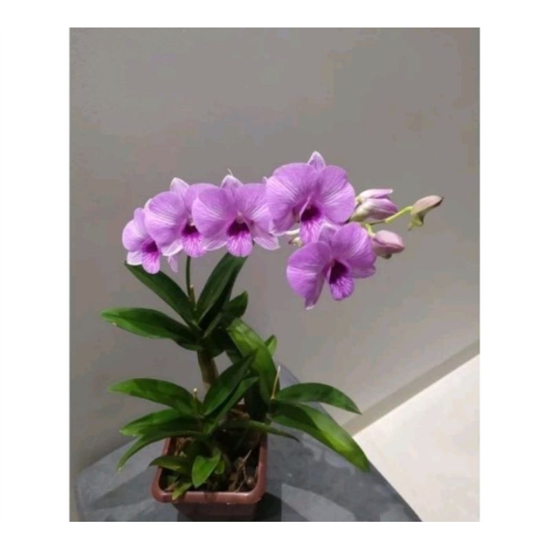 ANGGREK DENDROBIUM BUNGA UNGU