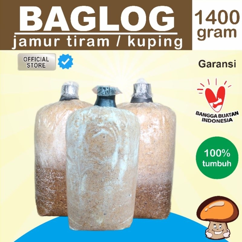 

baglog JAMUR TIRAM KUPING