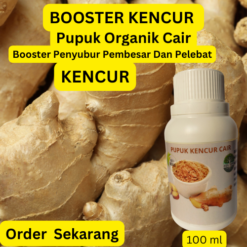 Pupuk Kencur | Pupuk Booster Pemacu Pembesar Umbi Kencur | Pupuk Organik Pelebat Dan Penyubur Kencur
