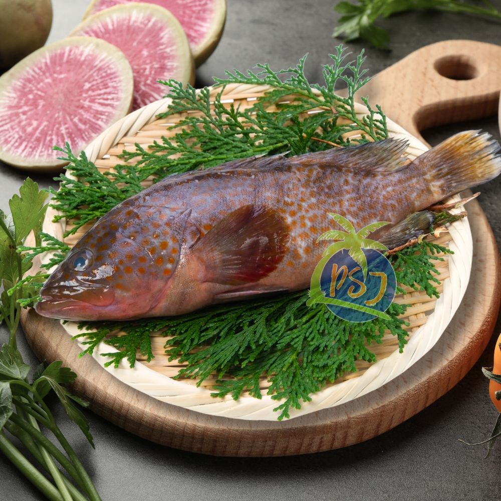 

Ikan Kerapu Segar - Ikan Kerapu Fresh 1Kg isi 3-4 Ekor - Ikan Segar