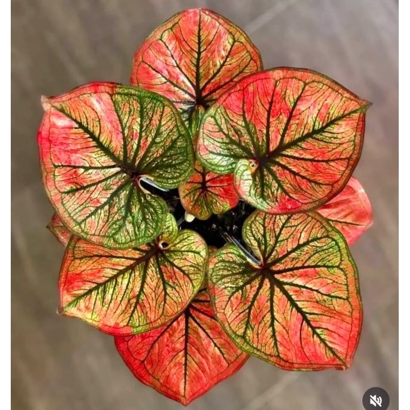 Tanaman Hias Keladi Sungkara Bunga Hias Keladi Caladium Anakan Murah BUKAN UMBI Tanaman Hidup Bunga 