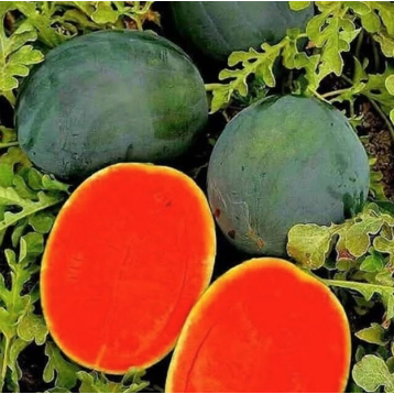 50 benih semangka super tanpa biji bibit bagus