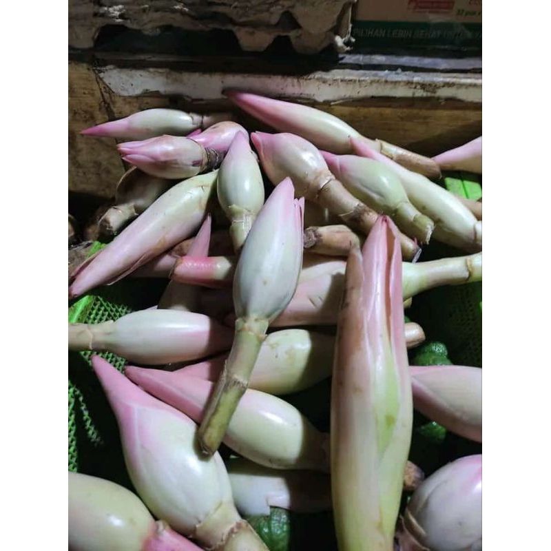 

bunga kecombrang segar 500g per kemasan