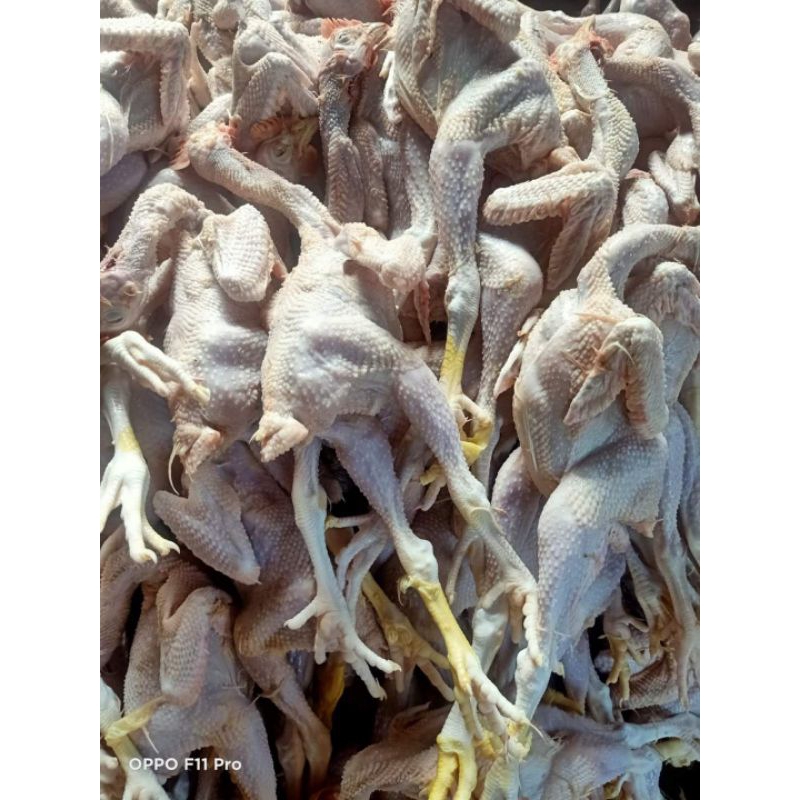 

Ayam Pejantan/ ayam kalasan