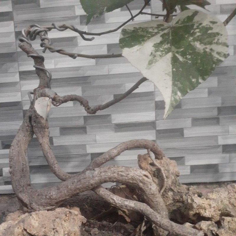 bahan bonsai waru varigata