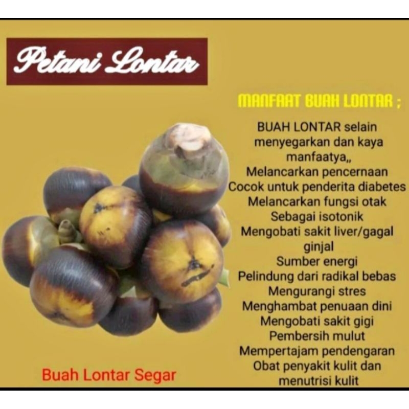

Buah lontar Utuh bundar isi 3