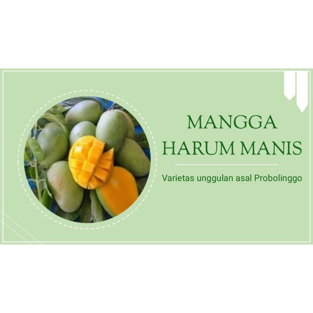 

Mangga Harum Manis Probolinggo