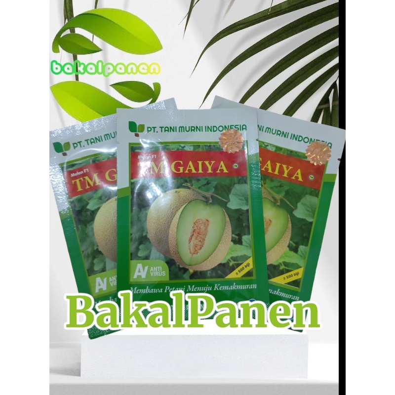 bibit benih melon terlaris tahan virus TM Gaiya Tani Murni +-500 biji