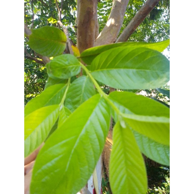 

daun jambu biji segar 350gm