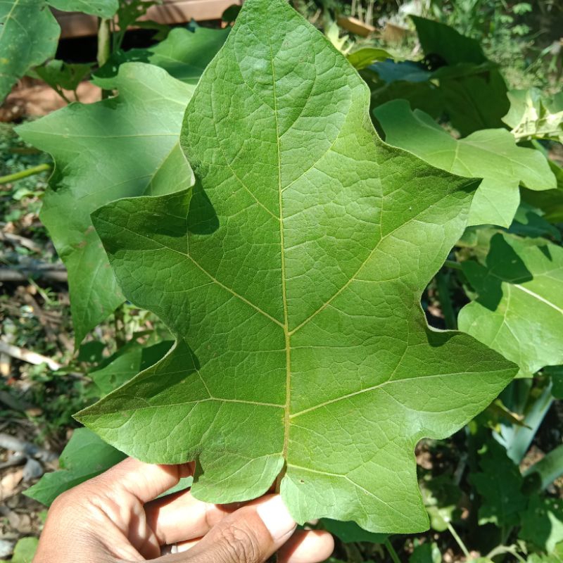 

daun takokak atau cepokak 500g segar