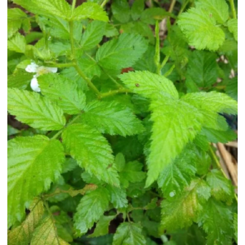 

daun resrebery 300 grm