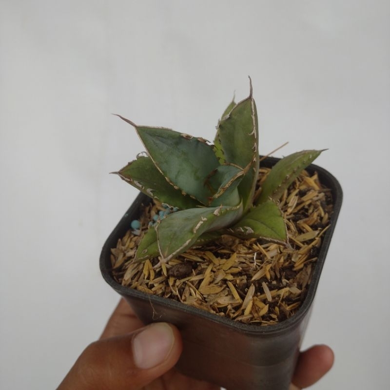 agave titanota FO 76 (small)