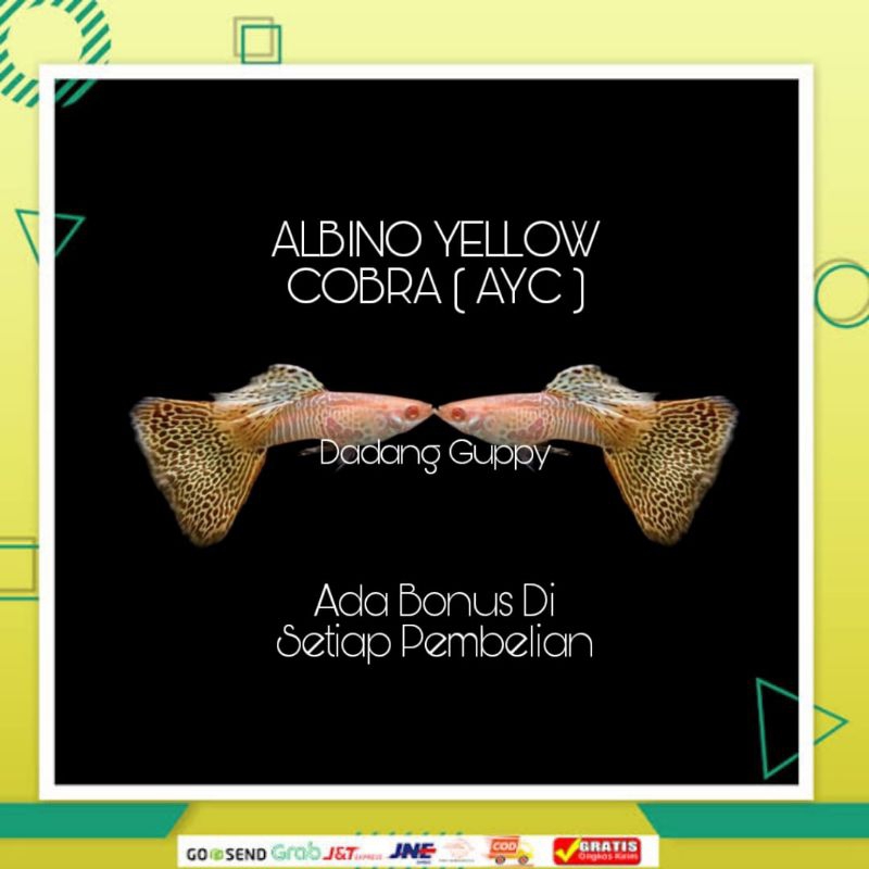 

Packing Styrofoam ( Albino Yellow Cobra )