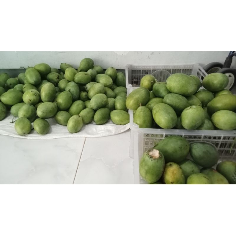 

MANGGA_Manalagi/asli masak pohon/bukan karbitan.