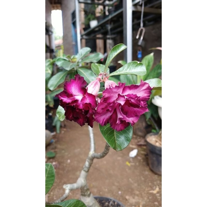 kamboja Jepang Purple jinda - Kamboja Jepang - Pohon Kamboja