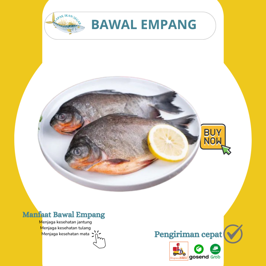 

Ikan Bawal Empang Segar Terjangkau 1Kg