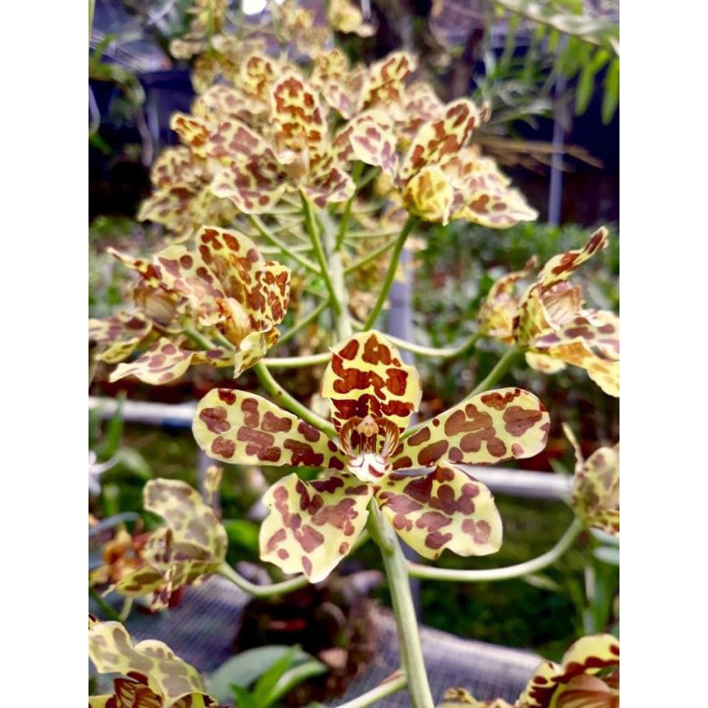 Anggrek Grammatophyllum Dewasa