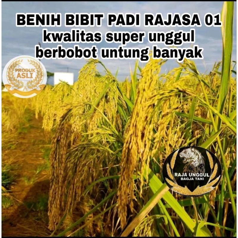 BENIH BIBIT PADI RAJASA 01 KUALITAS SUPER UNGGUL BERBOBOT UNTUNG BANYAK 1kg