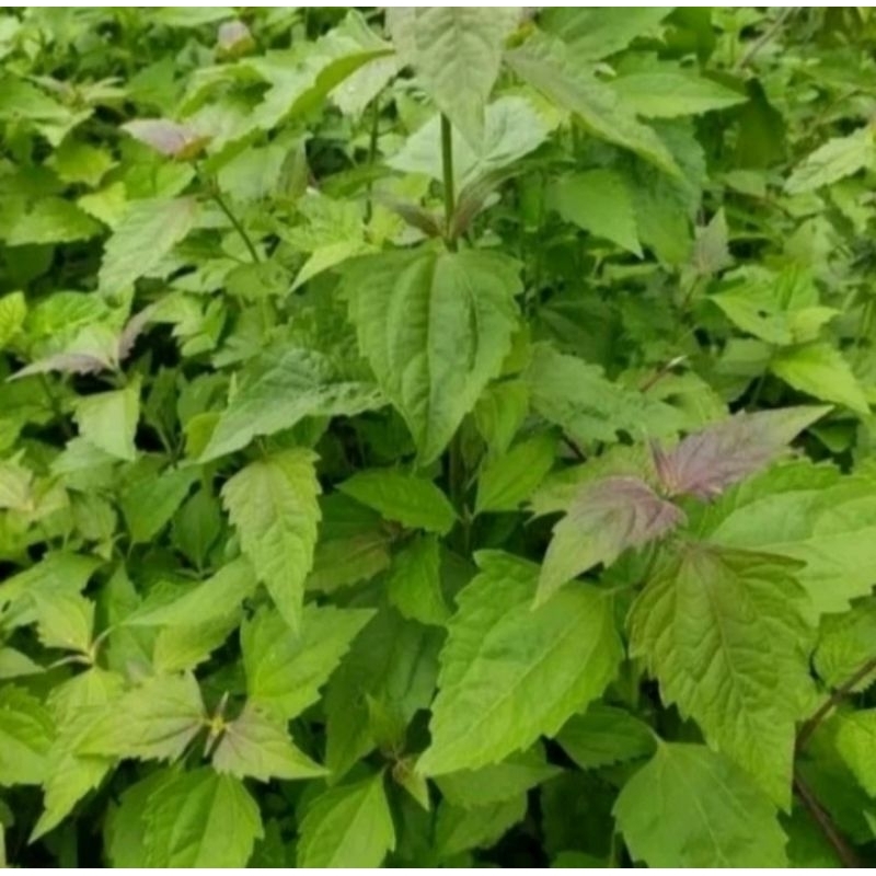 

Daun Balakacida Segar Netto 100gram Original