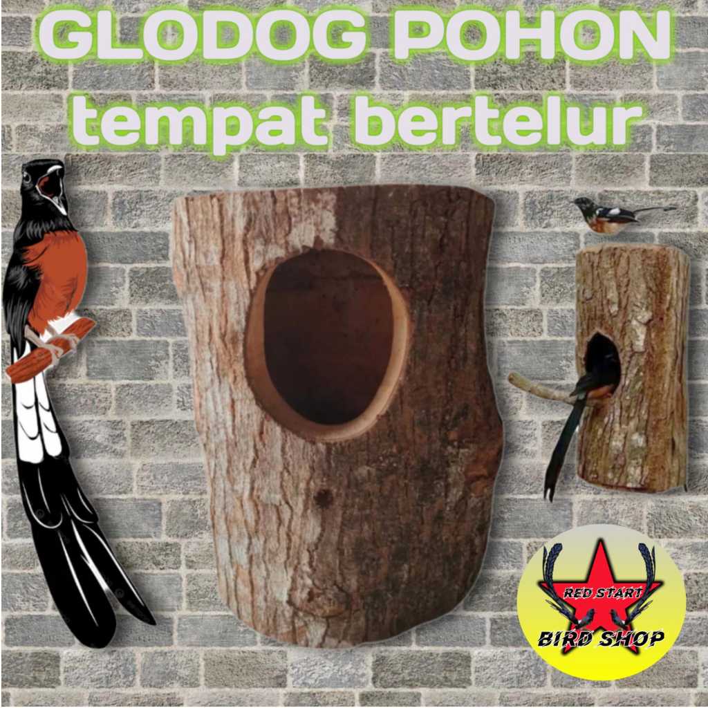Glodok pohon untuk murai batu kacer Jalak suren DLL - glodok burung - rumah burung