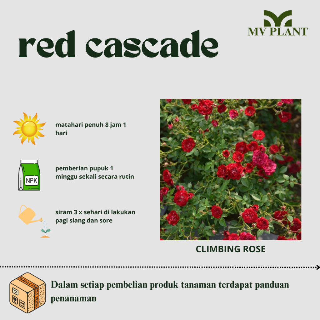 Tanaman Hidup Bunga Mawar Import RED CASCADE-Mawar rambat-Mawar rambat merah-Climbing rose-Mawar hid