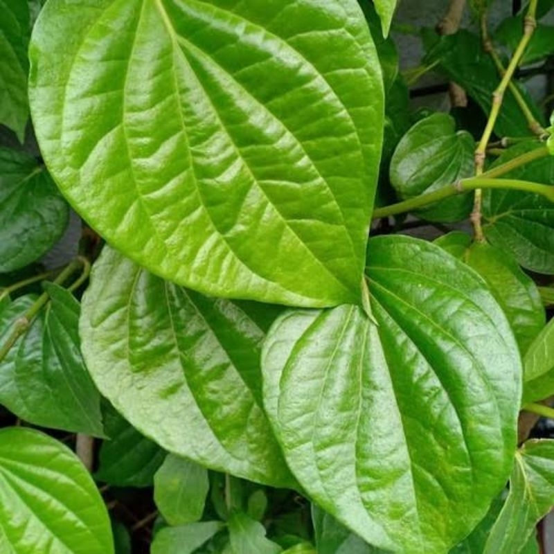 

DAUN SIRIH HIJAU 25 LEMBAR