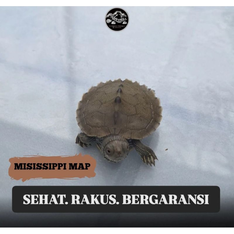 PELET KURA KURA MISISSIPPI MAP / MAP TURTLE