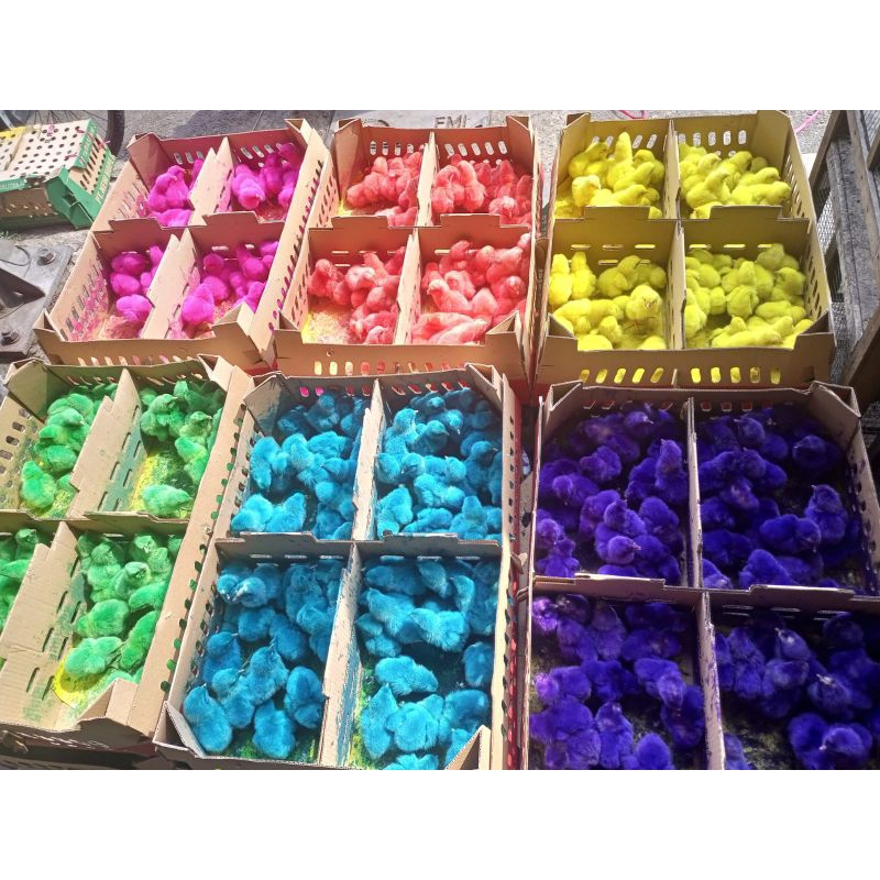 ayam warna - ayam pelangi - ayam warna-warni - ayam berwarna