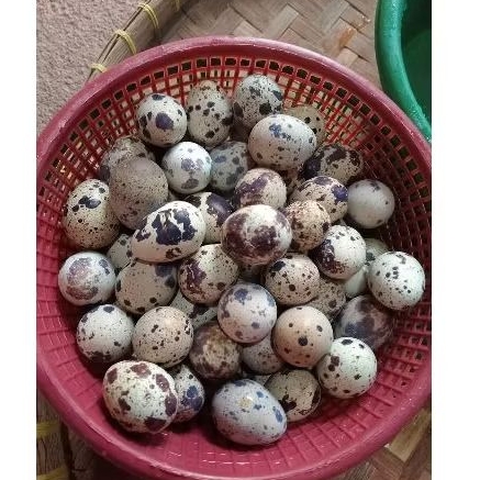 

TELUR PUYUH SUPER, TELUR BURUNG PUYUH, TELUR PUYUH MENTAH 250GRAM