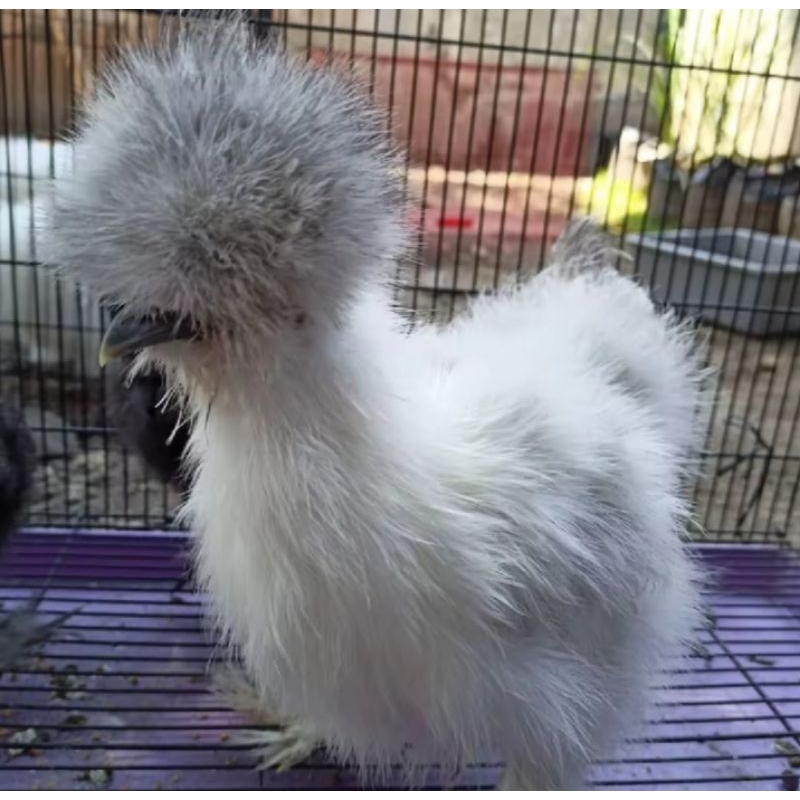 ayam hias American silkie umur 5 bulan