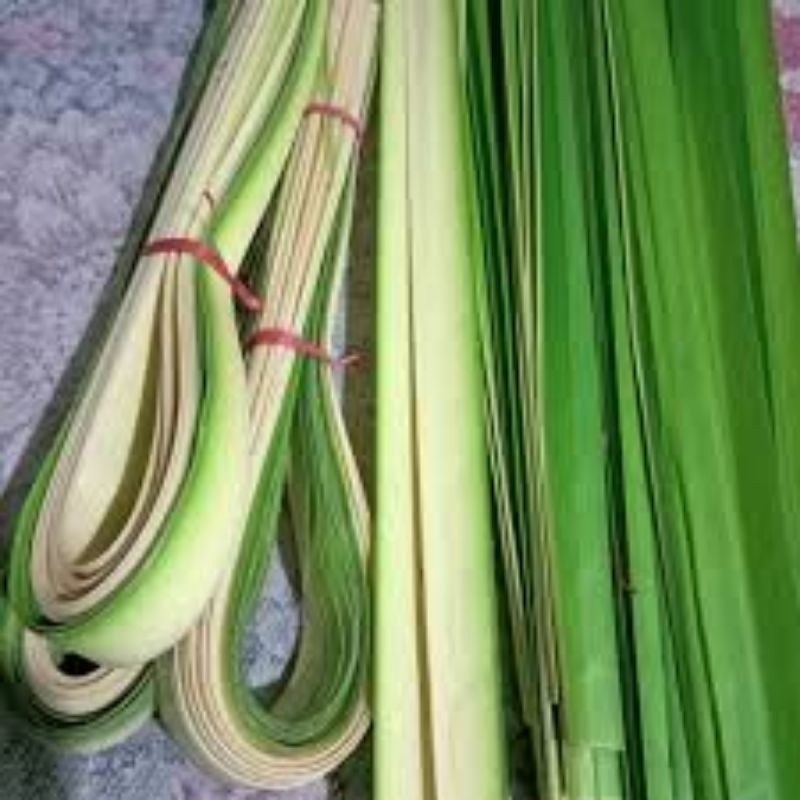 Janur Kelapa | Daun Kelapa Muda | Janur Pernikahan