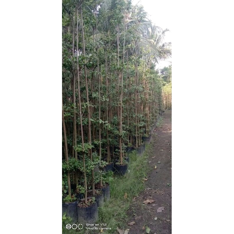 ketapang kencana 3,5 meter batang besar (karung dan tali tanah jangan dilepas)