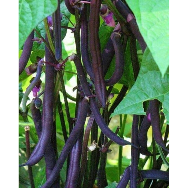 benih buncis ungu/merah