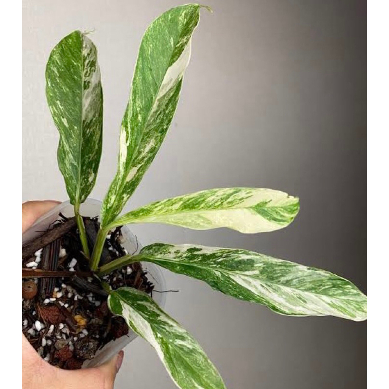 Raphidopora megasperma