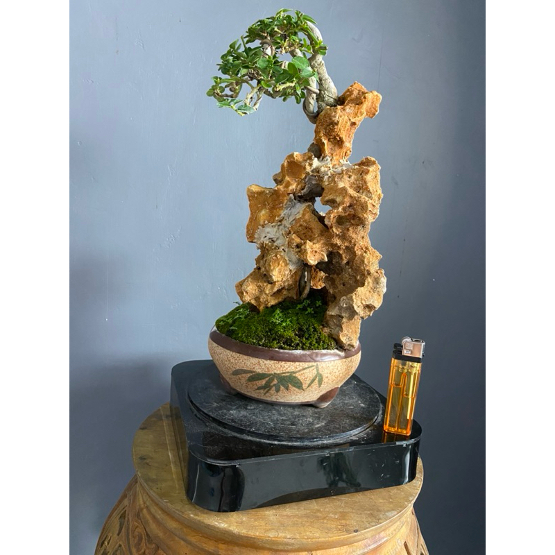 bonsai sancang on the rock