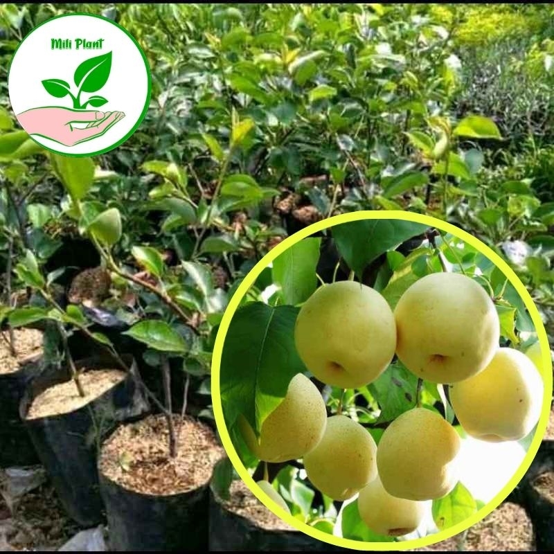 bibit buah pir madu asli tanaman buah hasil okulasi super genjah cepat berbuah