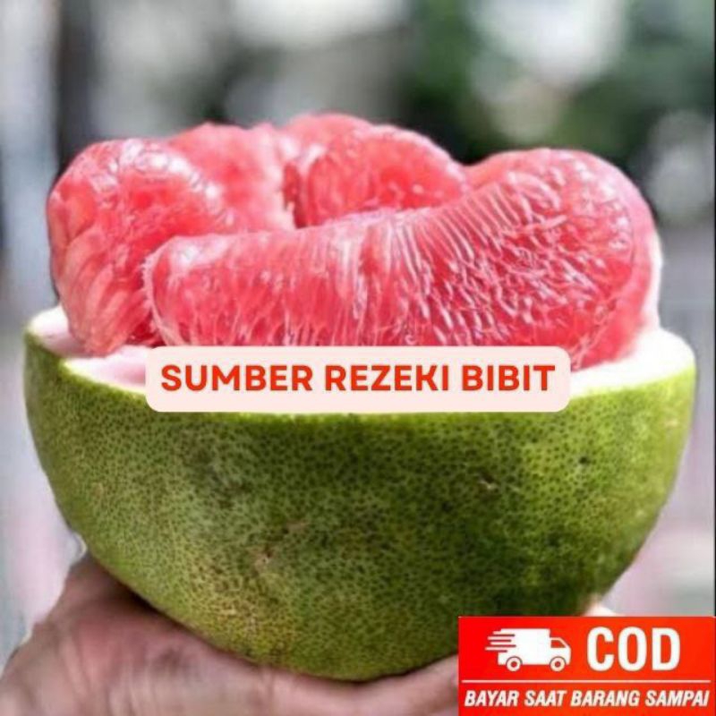 

JERUK BALI JUMBO OKULASI SIAP TANAM