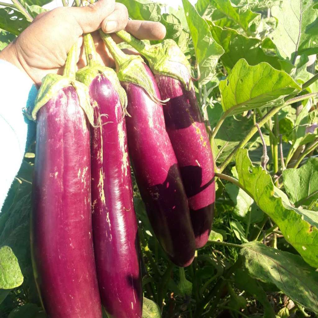 paket 4 bibit tanaman sayuran terong ungu hybrida prince epa+bonus 1 bibit