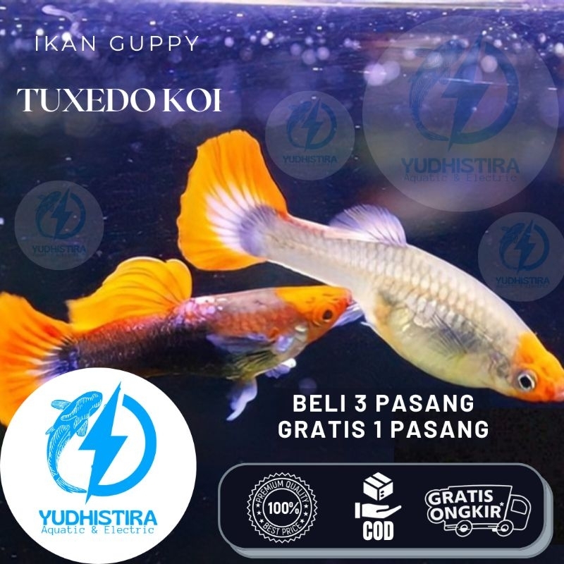Hiasan Aquarium Gupi Half Black / Tuxedo Koi Kualitas Grade