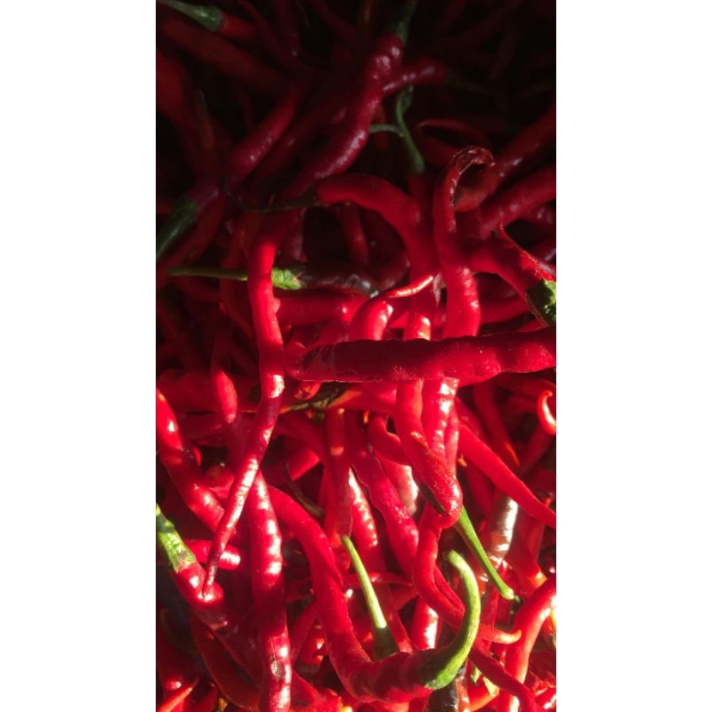 

Cabai Keriting Untuk Berbagai Masakan Harga Murah