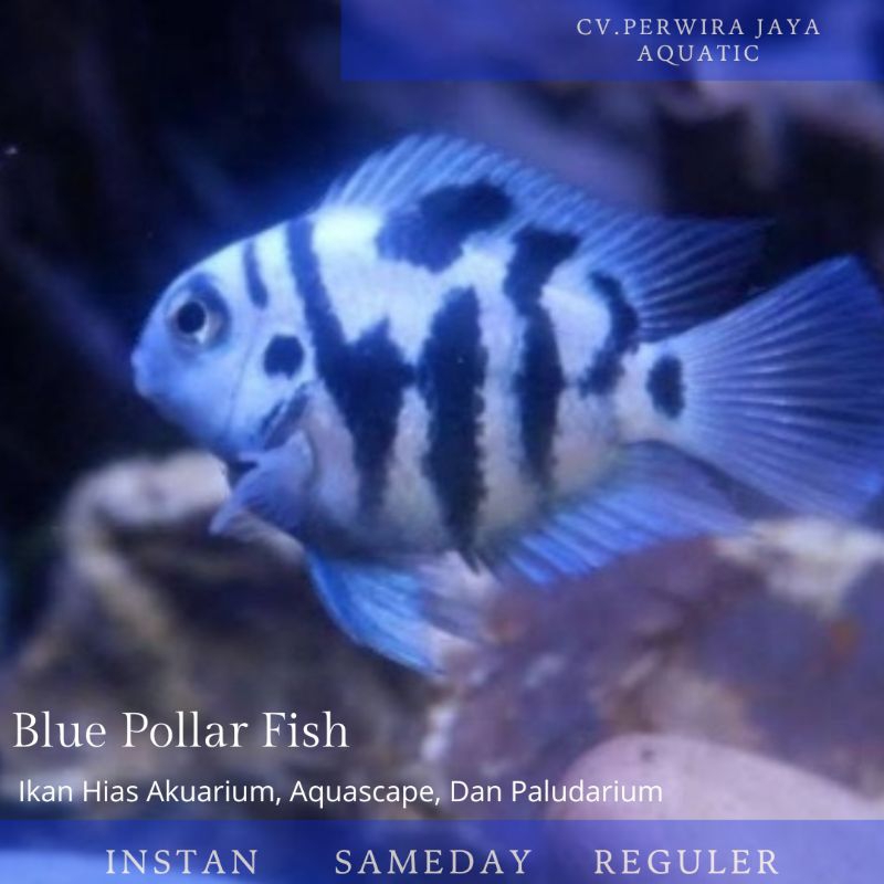 Blue Polar Hiasan Aquarium Aquascape Biotope Paludarium