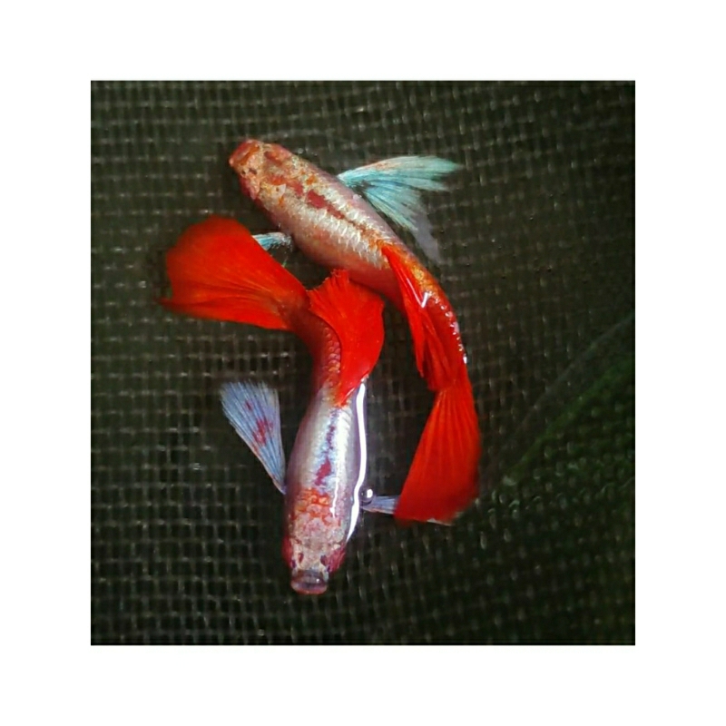 stiker Guppy prtde koi premium