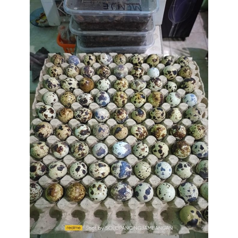 

TELUR TAPUI UMUR 12 HARI 5 BUTIR