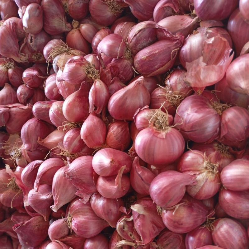 

Bawang merah brambang 1kg