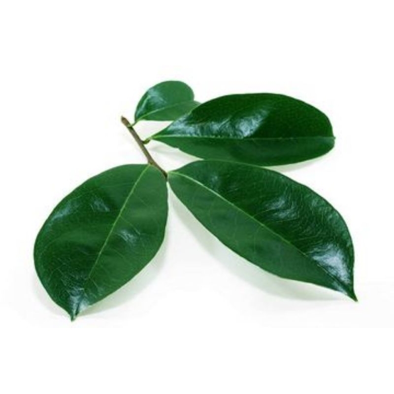 

PILIHAN Daun Sirsak segar 100 lembar Segar Organik Herbal Obat Kanker Tumor Daun Sirsak segar 100 lembar 100℅ anti bahan kimia
