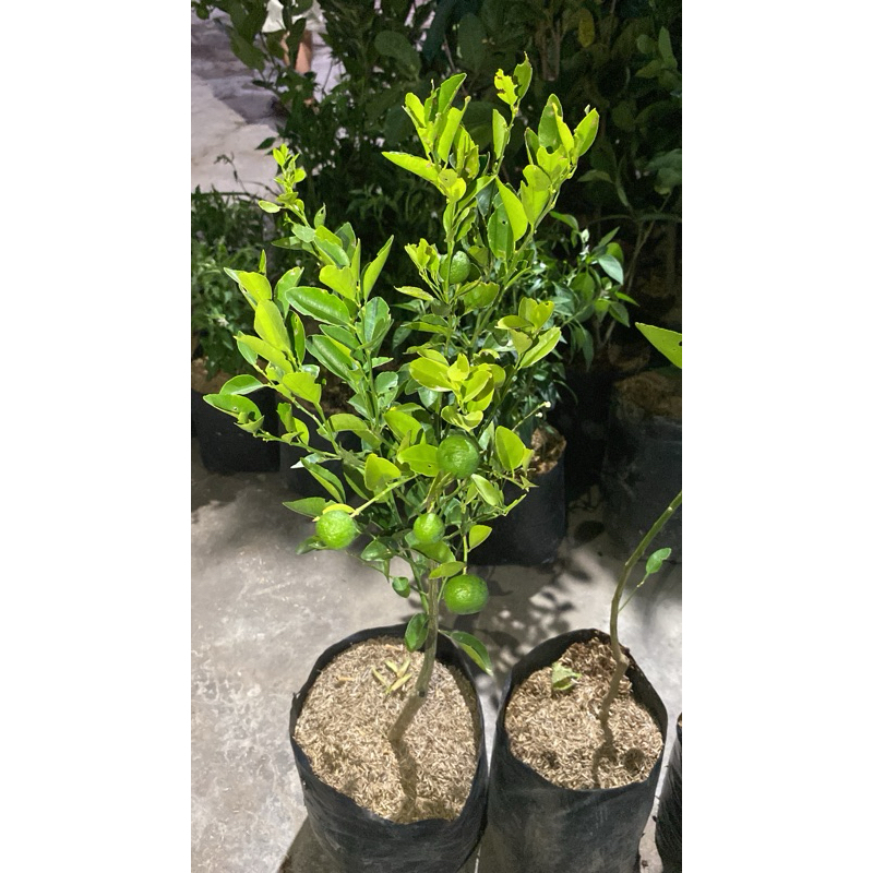 Bibit Jeruk Limau/Sambel Kondisi Berbuah Lebat