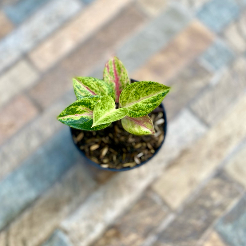 Aglaonema Red panama